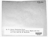 Coleroa chaetomium image